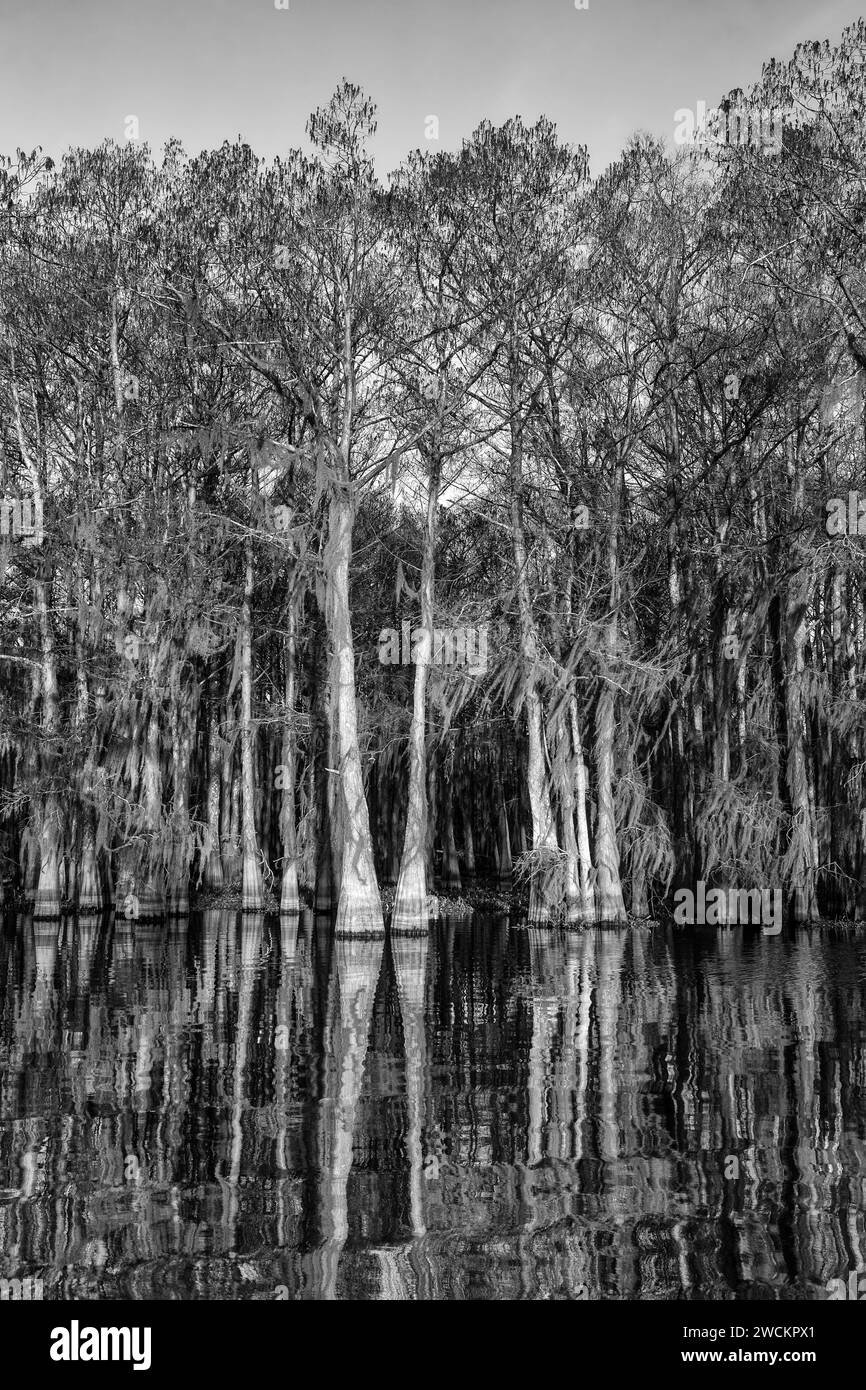 Bald cypress trees draped with Spanish moss reflected in a lake in the Atchafalaya Basin in Louisiana. Stock Photo