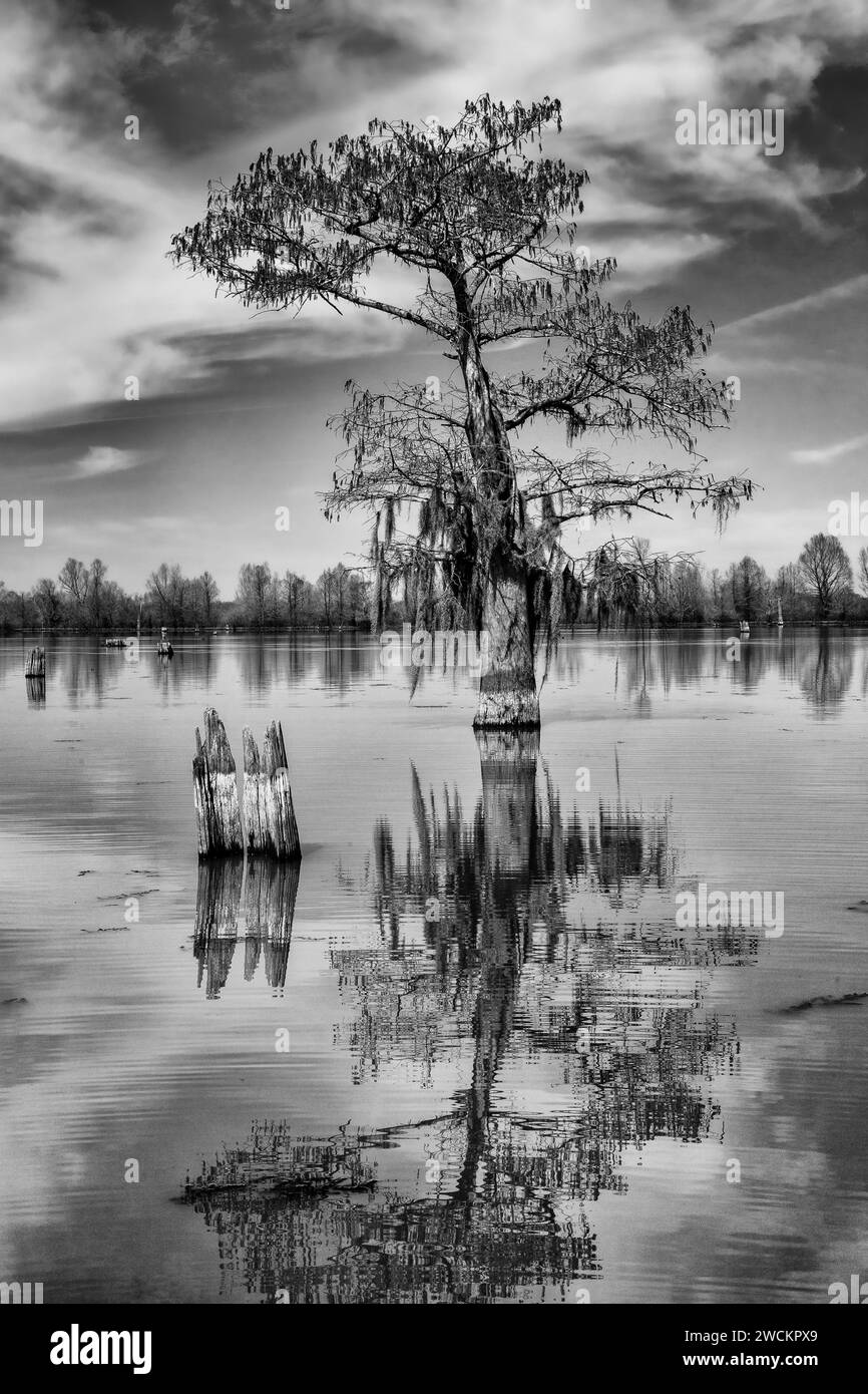 A bald cypress tree and remnant stump reflected in a lake in the Henderson Swamp in the Atchafalaya Basin in Louisiana. Stock Photo