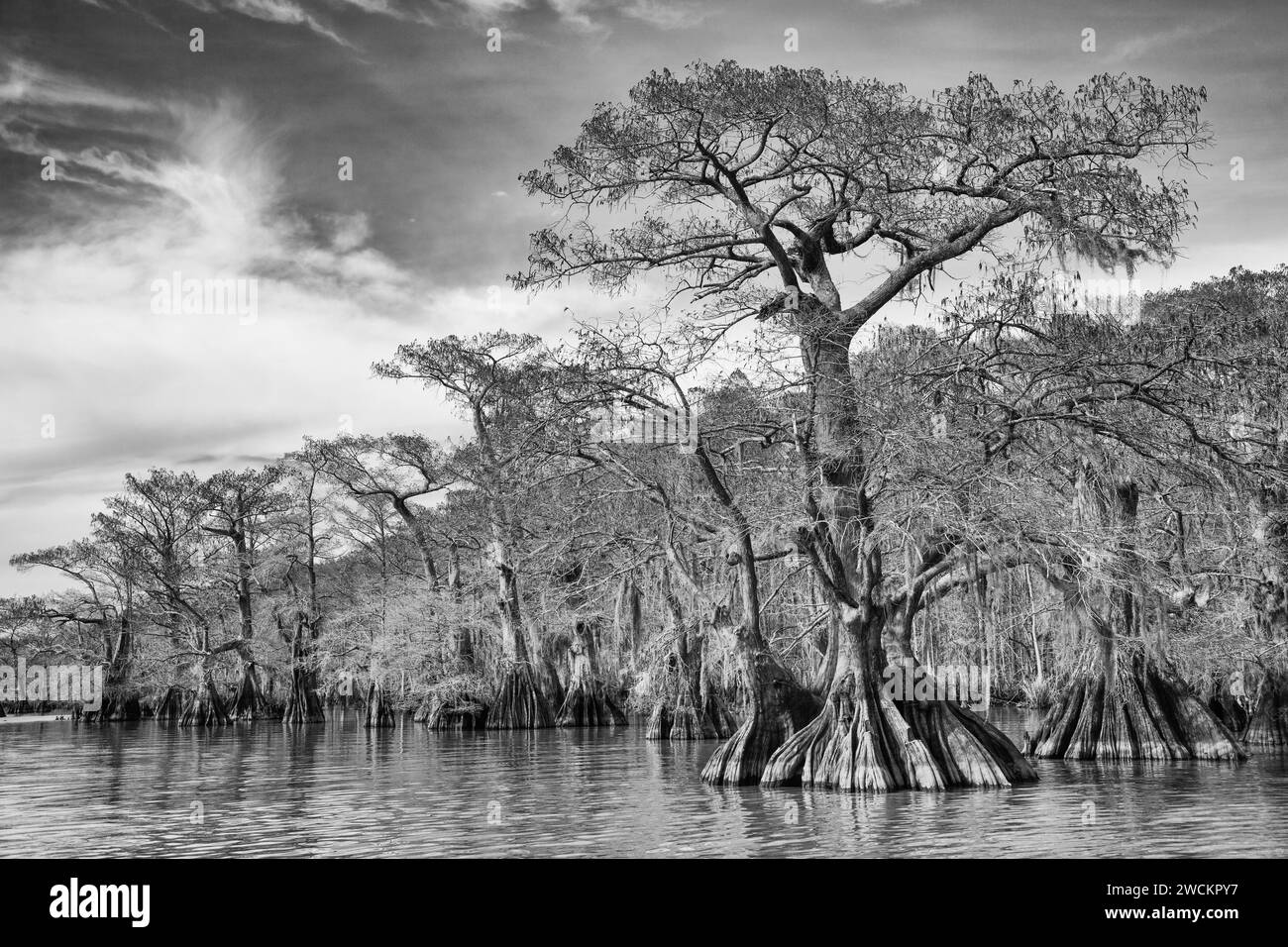 Old-growth bald cypress trees in Lake Dauterive in the Atchafalaya Basin or Swamp in Louisiana. Stock Photo