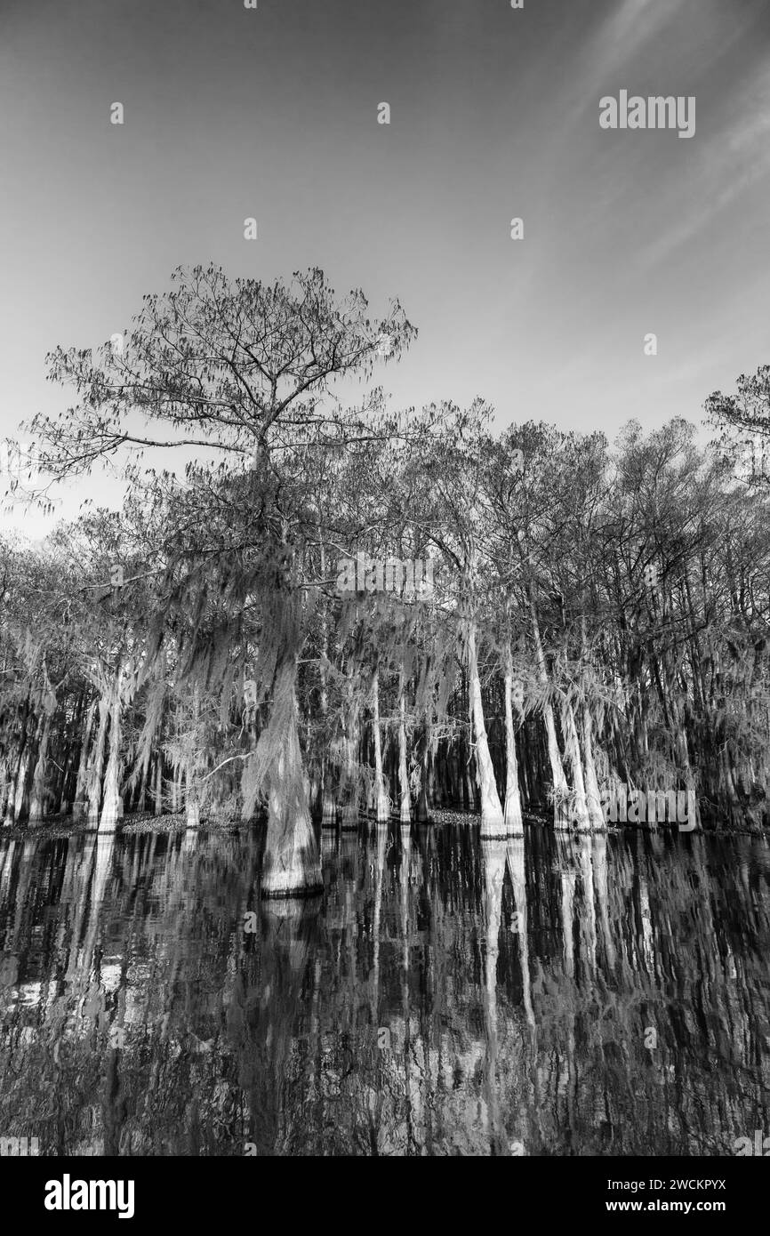 Bald cypress trees cypress swamp Black and White Stock Photos & Images ...