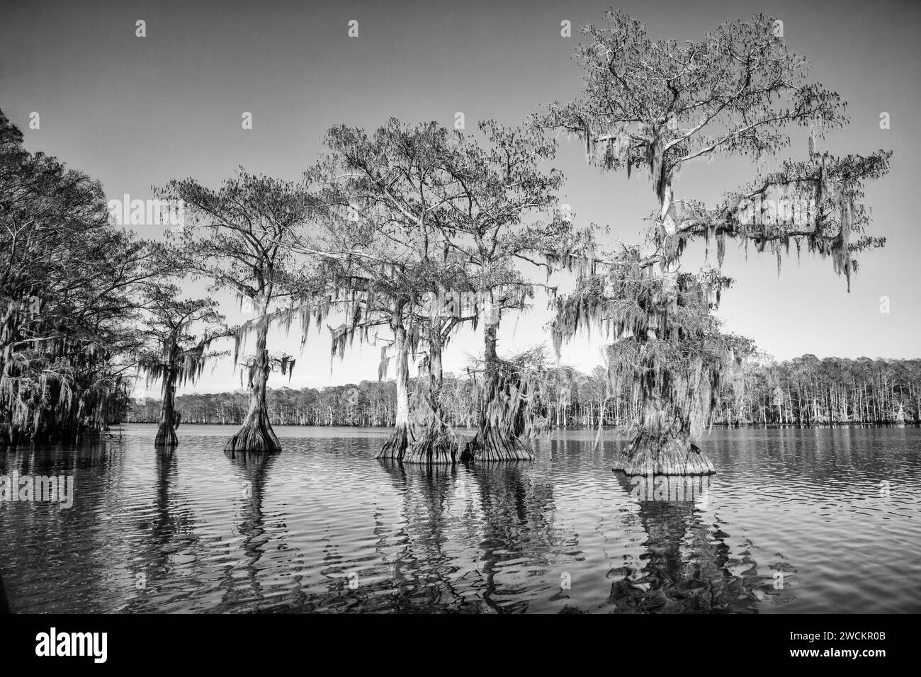 Old-growth bald cypress trees in Lake Dauterive draped with Spanish moss in the Atchafalaya Basin or Swamp in Louisiana. Stock Photo