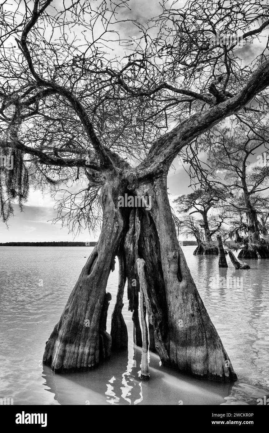 Ragged trunk of an old-growth bald cypress tree in Lake Dauterive in the Atchafalaya Basin or Swamp in Louisiana. Stock Photo