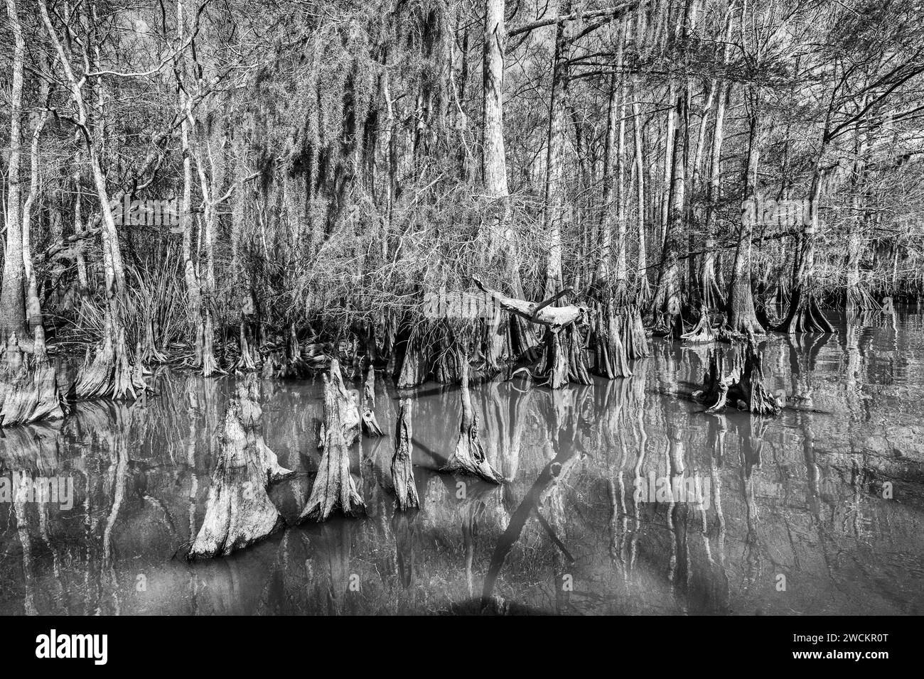 Cypress knees and bald cypress trees in Lake Dauterive in the Atchafalaya Basin or Swamp in Louisiana. Stock Photo