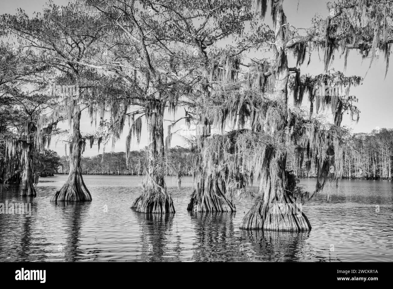 Oldgrowth bald cypress trees in Lake Dauterive draped with Spanish