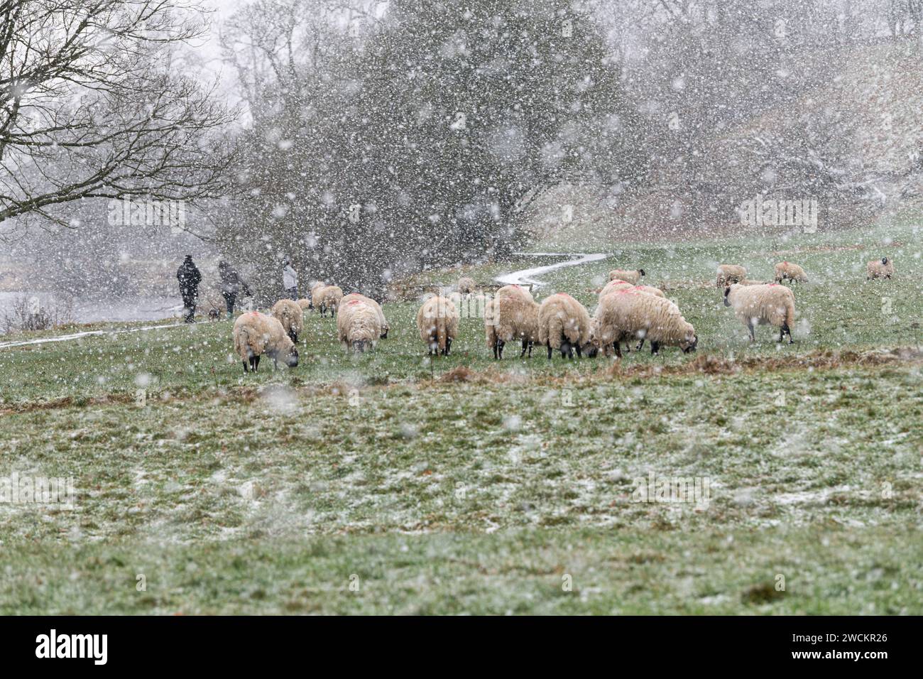Skipton, North Yorkshire, 16th January 2024. Sheep grazing during then