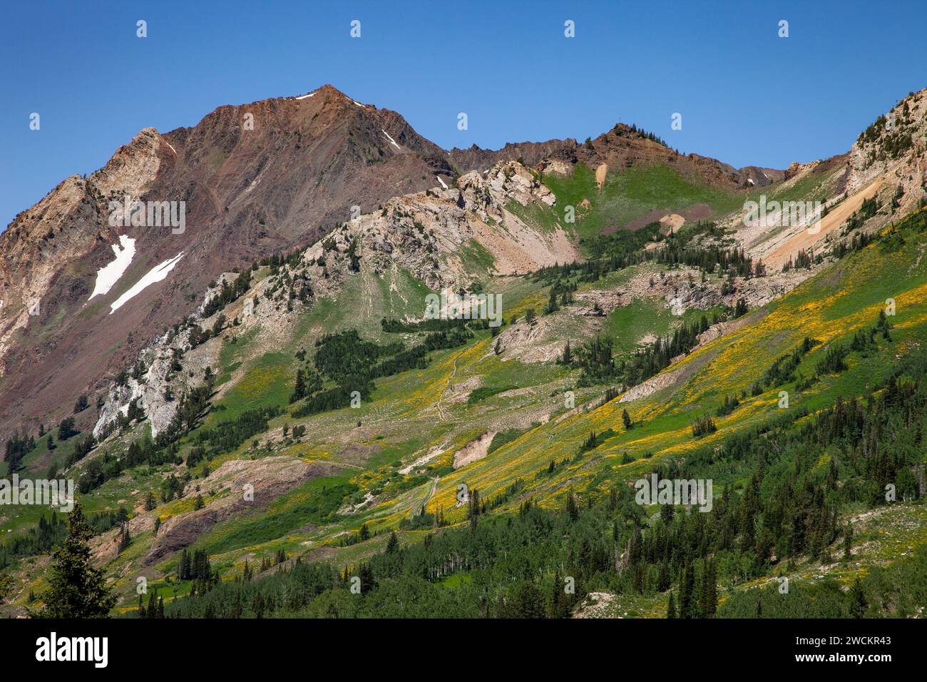 Summer wildflower bloom in Albion Basin in Little Cottonwood Canyon by Salt Lake City, Utah.  Mount Superior is behind. Stock Photo