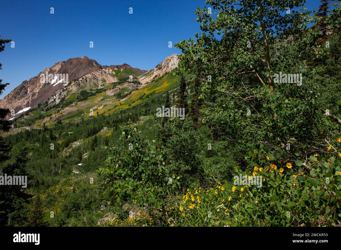 Summer wildflower bloom in Albion Basin in Little Cottonwood Canyon by Salt Lake City, Utah.  Mount Superior is behind. Stock Photo