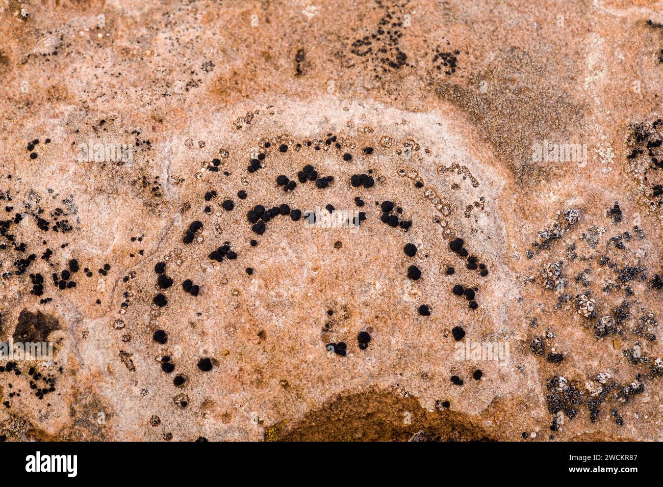 Lichens crustose lichens on sandstone hi-res stock photography and ...