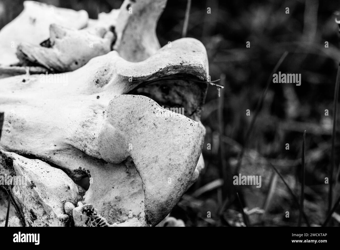 Black and white photo of an old caribou shoulder or hip bone found on the arctic tundra, near Arviat, Nunavut, Canada Stock Photo