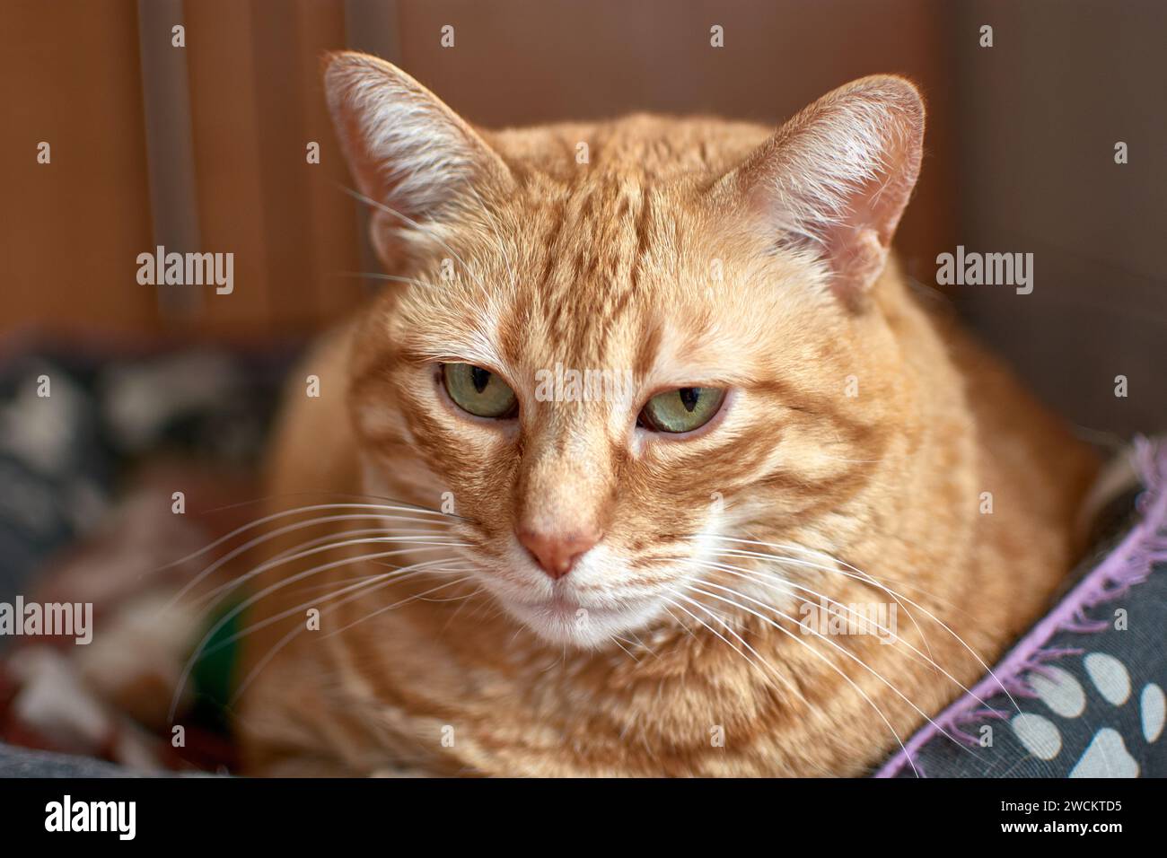 The head of a brown cat with very expressive eyes Stock Photo