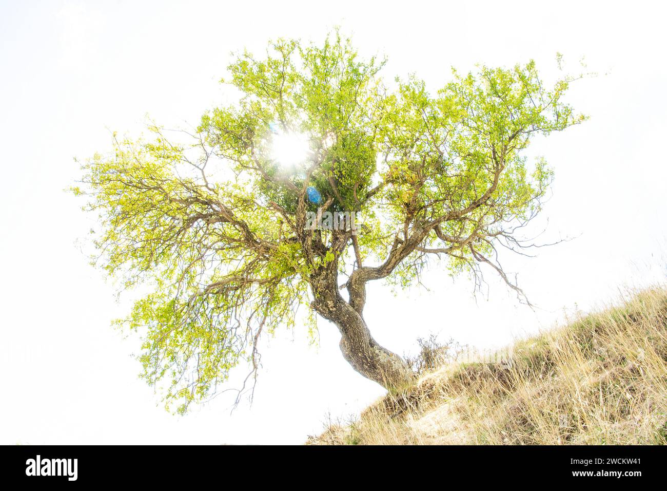 Sfondo di raggio di sole hi-res stock photography and images - Alamy