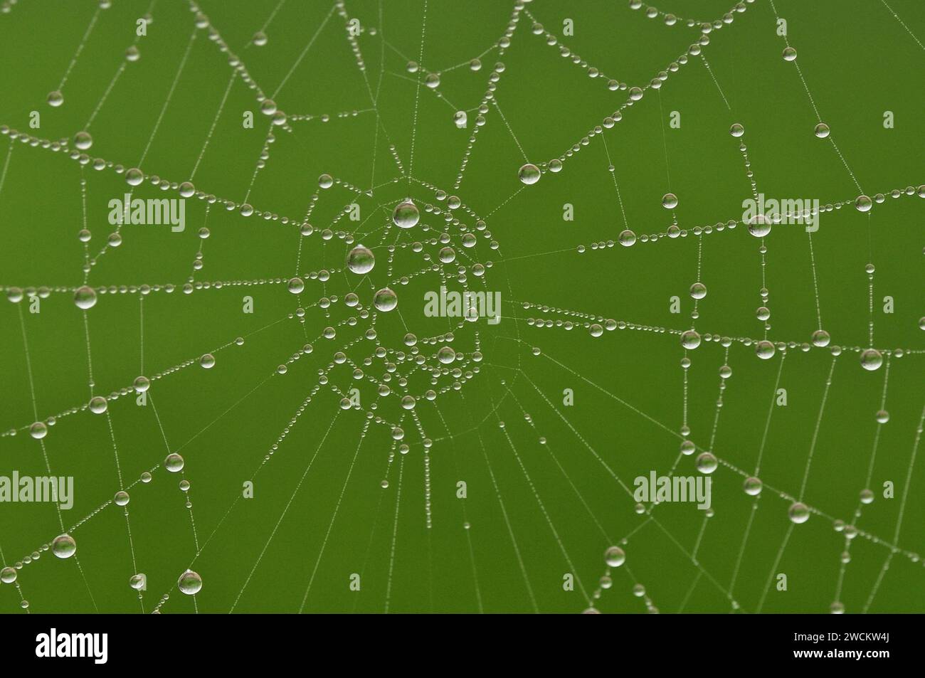 Spider web with dew, water drops Stock Photo