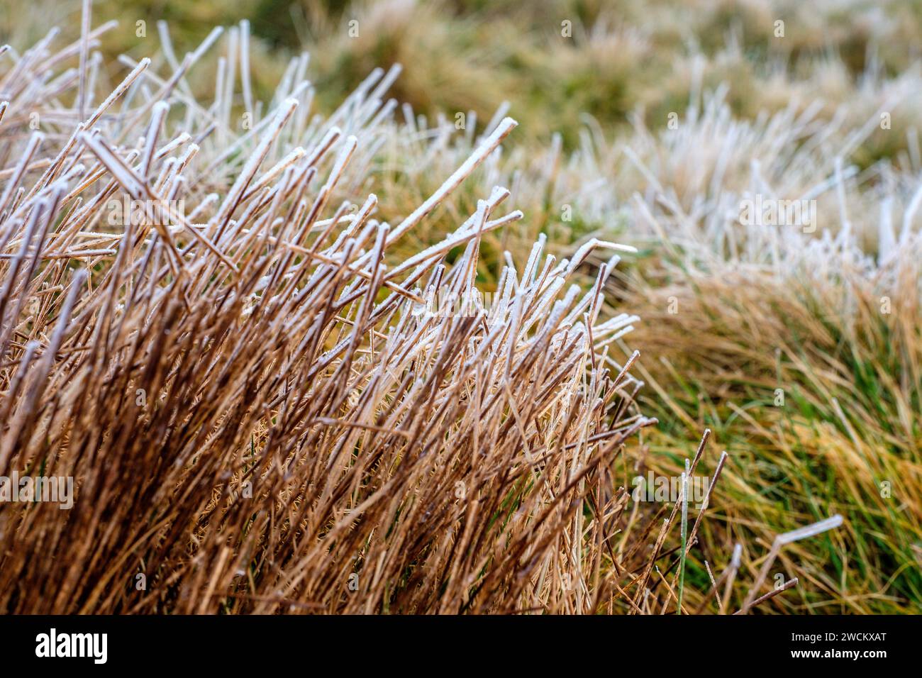 Frozen moorland grasses on  a Lake District hill Stock Photo