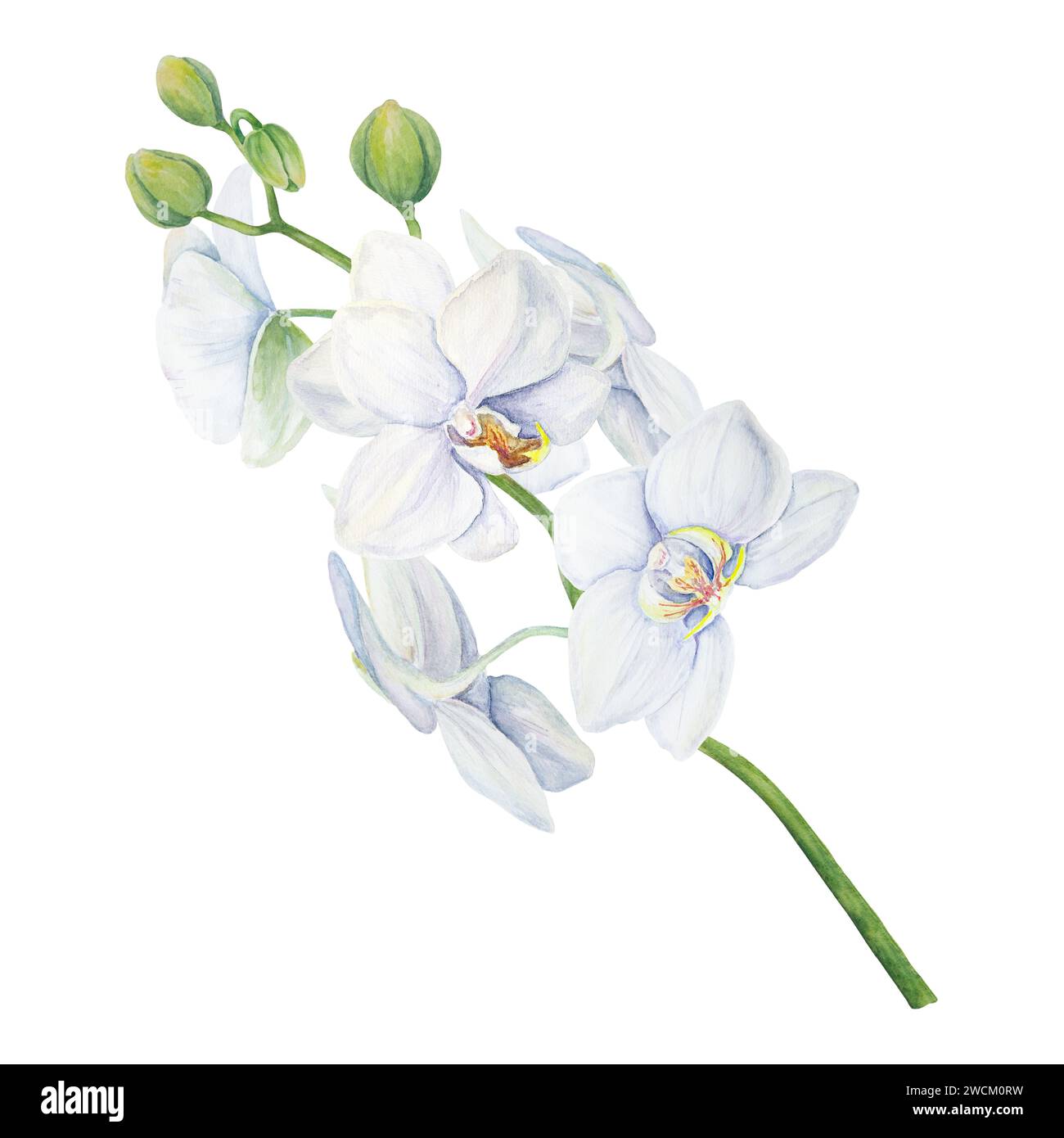 White orchid flower painting. Delicate realistic botanical watercolor ...