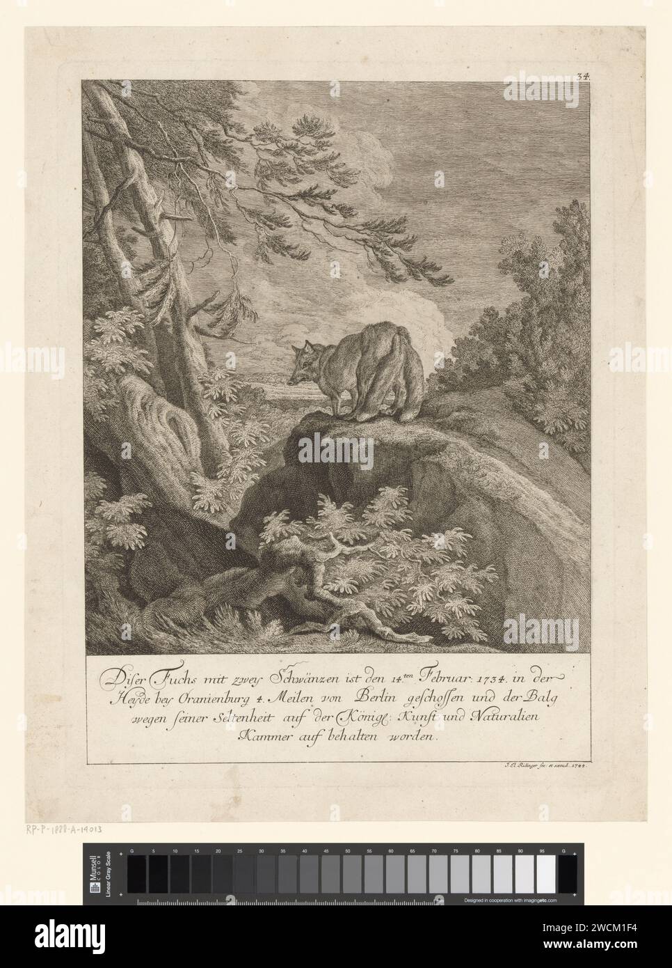 Vos with two tails, Johann Elias Ridinger, 1744 print   paper etching / engraving beasts of prey, predatory animals: fox. cabinet of curiosities, 'Kunst- und Wunderkammer' Oranienburg Stock Photo