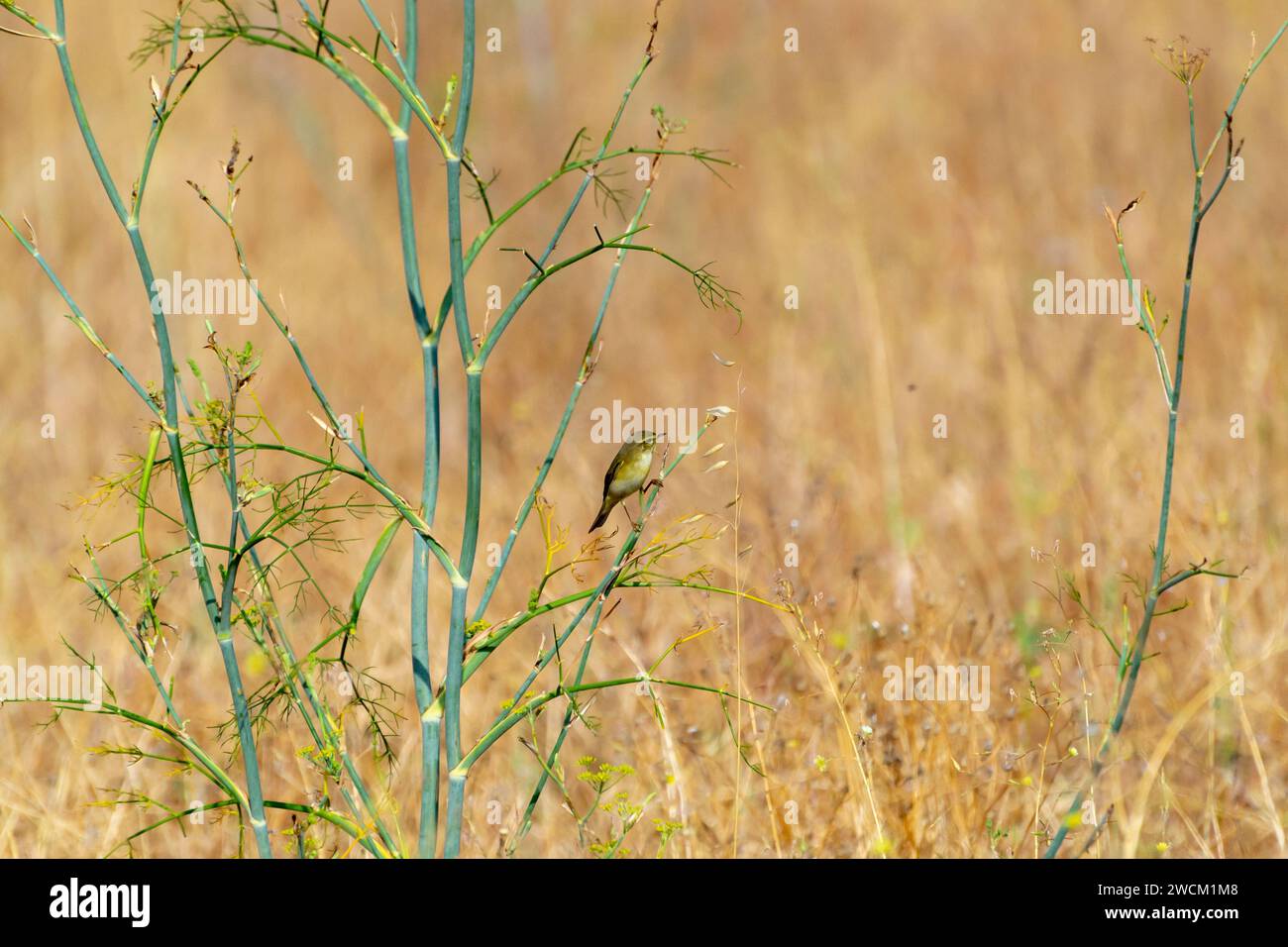 Greenfinch resting perched on a branch Stock Photo