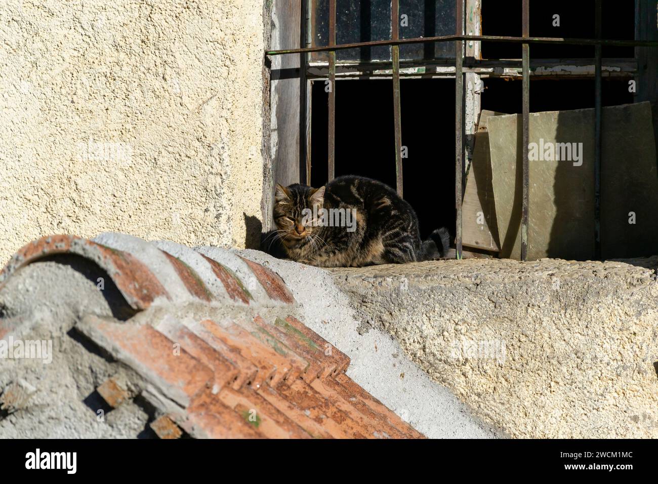 Cat sunbathing on the window Stock Photo - Alamy