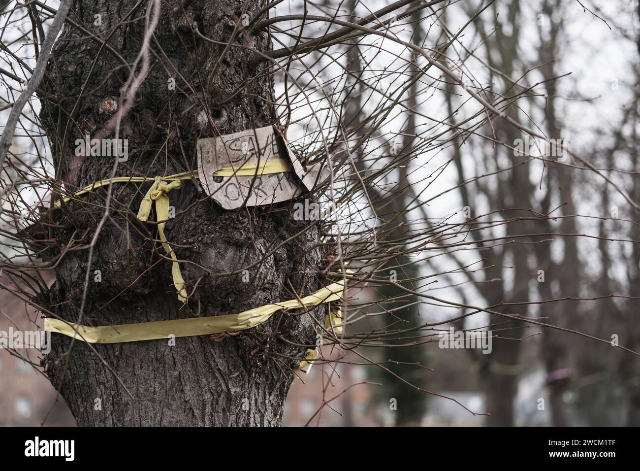 Trees earmarked for felling on the Embankment, Wellingborough to build new houses Stock Photo