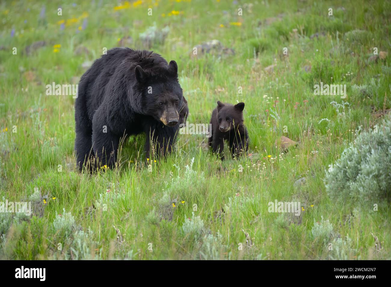 Black bear and her cub out for q walk in a field of wild flowers Stock ...