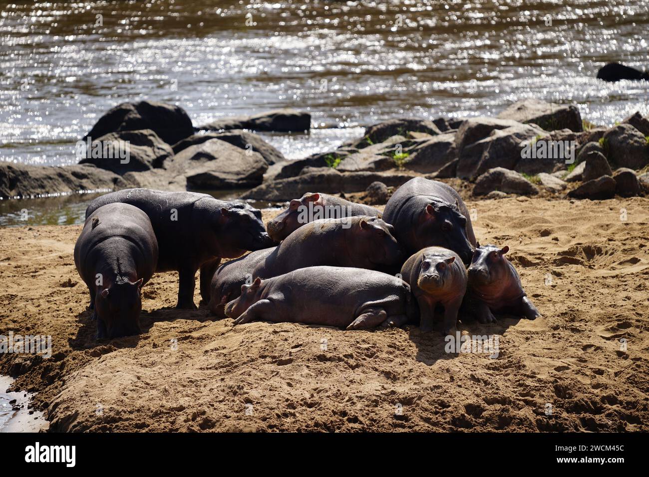 hippo family, resting on shore, river Stock Photo