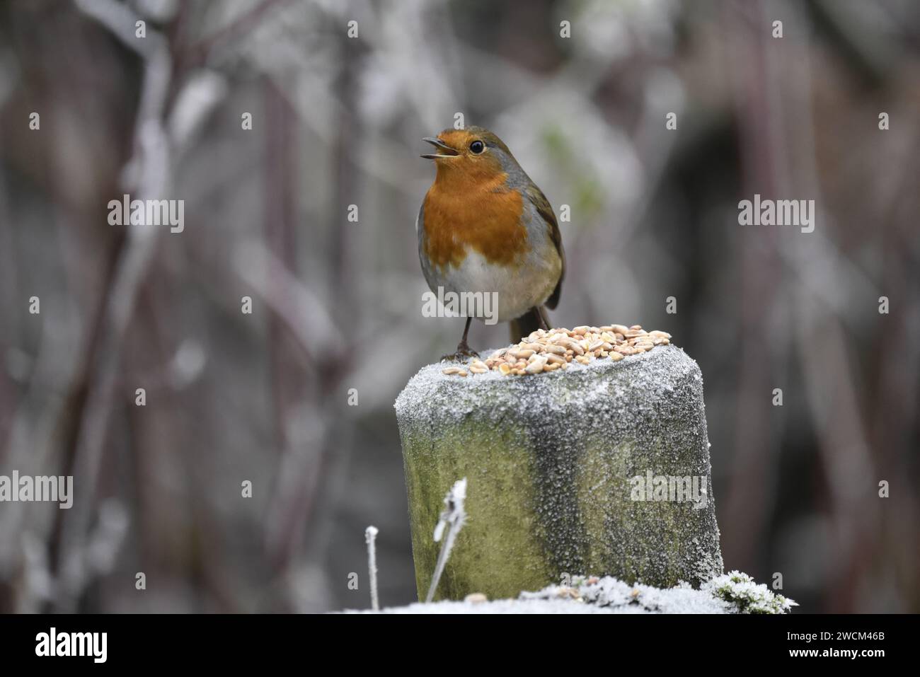 European Robin (Erithacus rubecula) Singing from Top of Wooden Post to Right of Image, Facing Camera, Looking to Left, taken in Winter in the UK Stock Photo