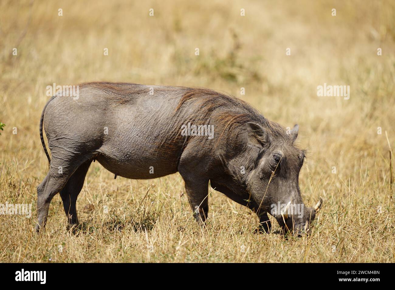 Warthog Eating Habits More Than Just Plants - 8u15gud