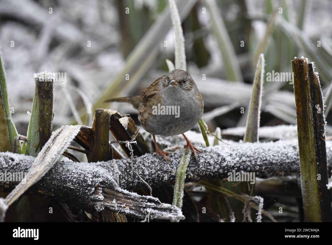Dunnock (Prunella modularis) Facing Camera from a Horizontal Frost Covered Log, against a Frosty Woodland Background in Winter, in the UK Stock Photo