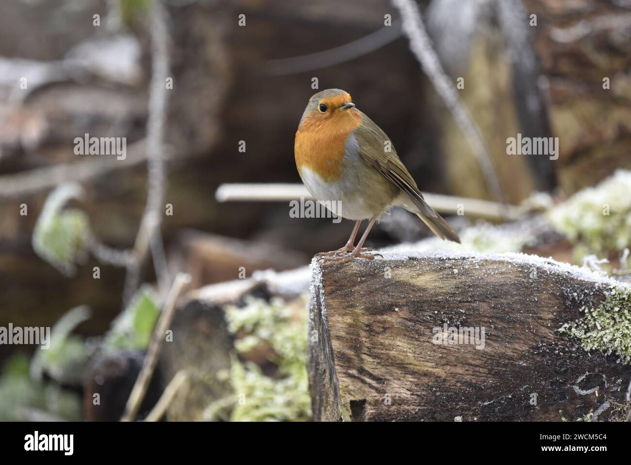 European Robin (Erithacus rubecula) Looking to Right of Camera from a Tree Log to Right of Image, against a Frosty Woodland Background in the UK Stock Photo