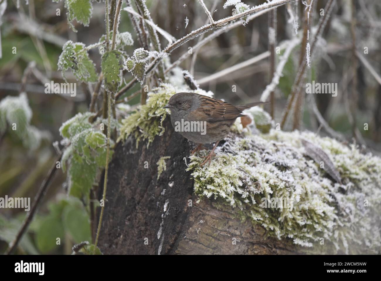 Dunnock (Prunella modularis) Perched in Left-Profile, Middle of Image, on Top of Frost Covered Moss on a Log, against a Frosty Woodland Background Stock Photo