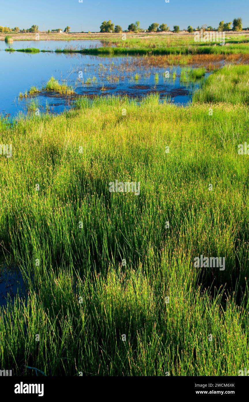 Lost Slough Wetlands Walk marsh, Cosumnes River Preserve, California Stock Photo