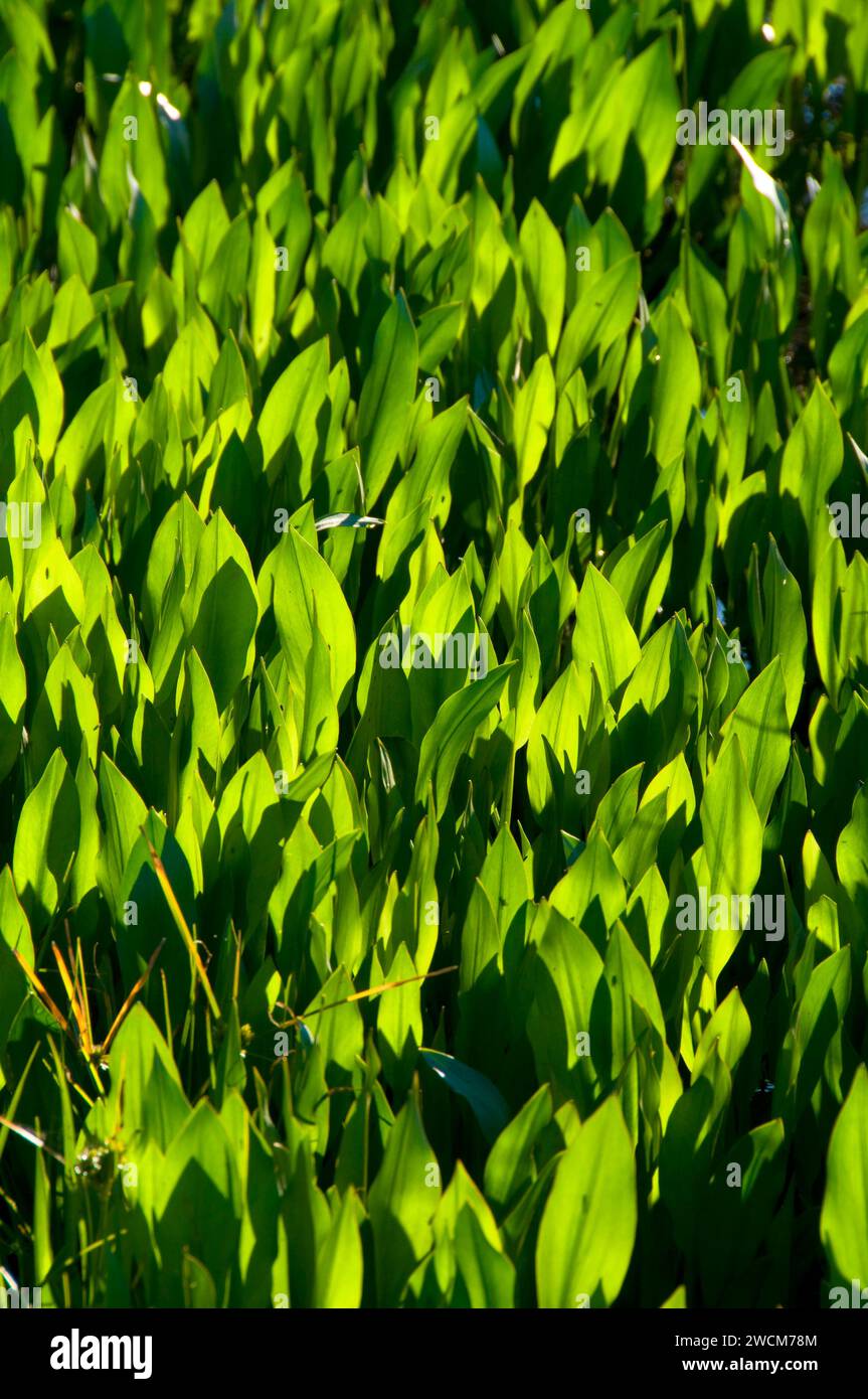 Arrowheads along Lost Slough Wetlands Walk, Cosumnes River Preserve, California Stock Photo