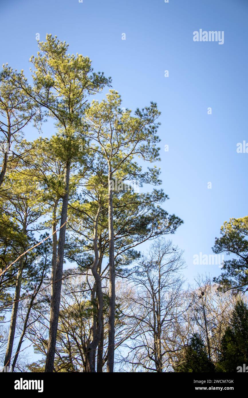 Tall green trees hi-res stock photography and images - Alamy