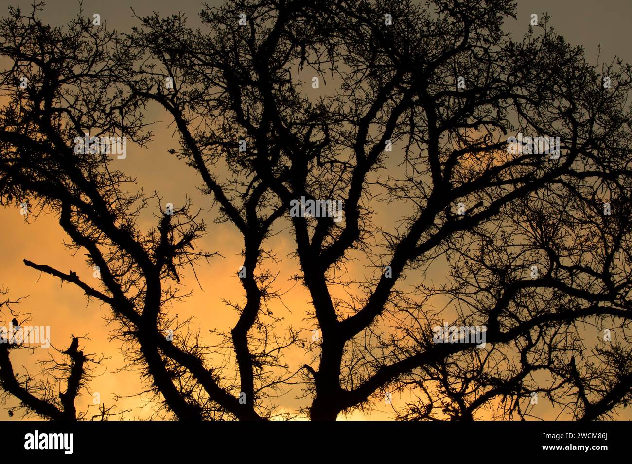 Oak branch sunrise, Cosumnes River Preserve, California Stock Photo