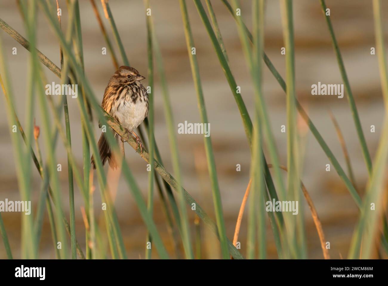 Sparrow in bulrush, Cosumnes River Preserve, California Stock Photo