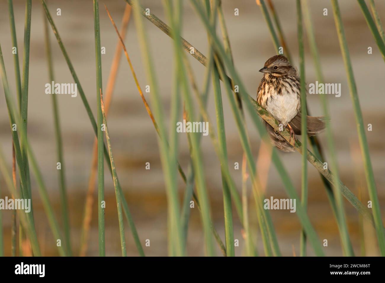 Sparrow in bulrush, Cosumnes River Preserve, California Stock Photo