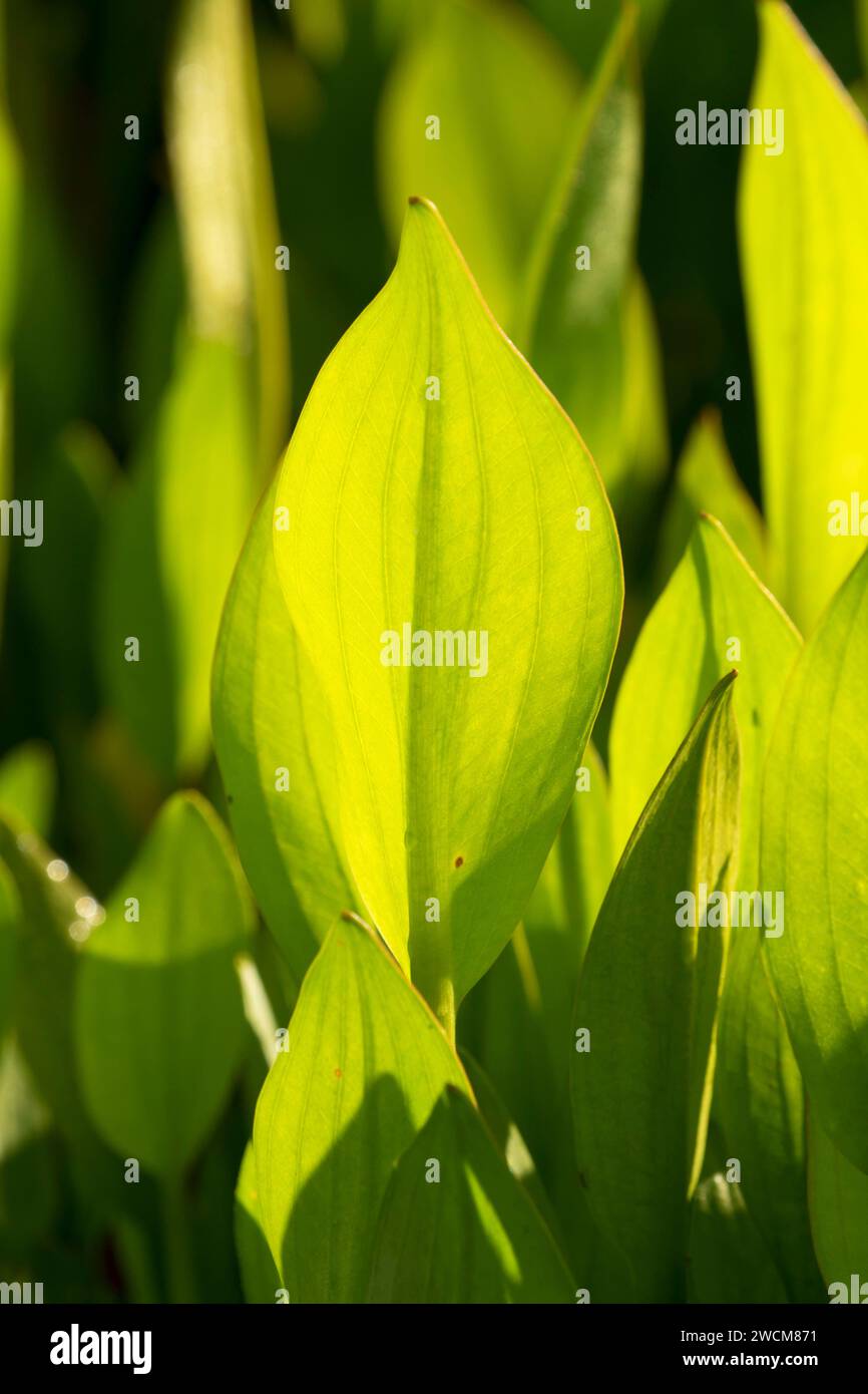 Marsh plant along Boardwalk Trail, Cosumnes River Preserve, California Stock Photo