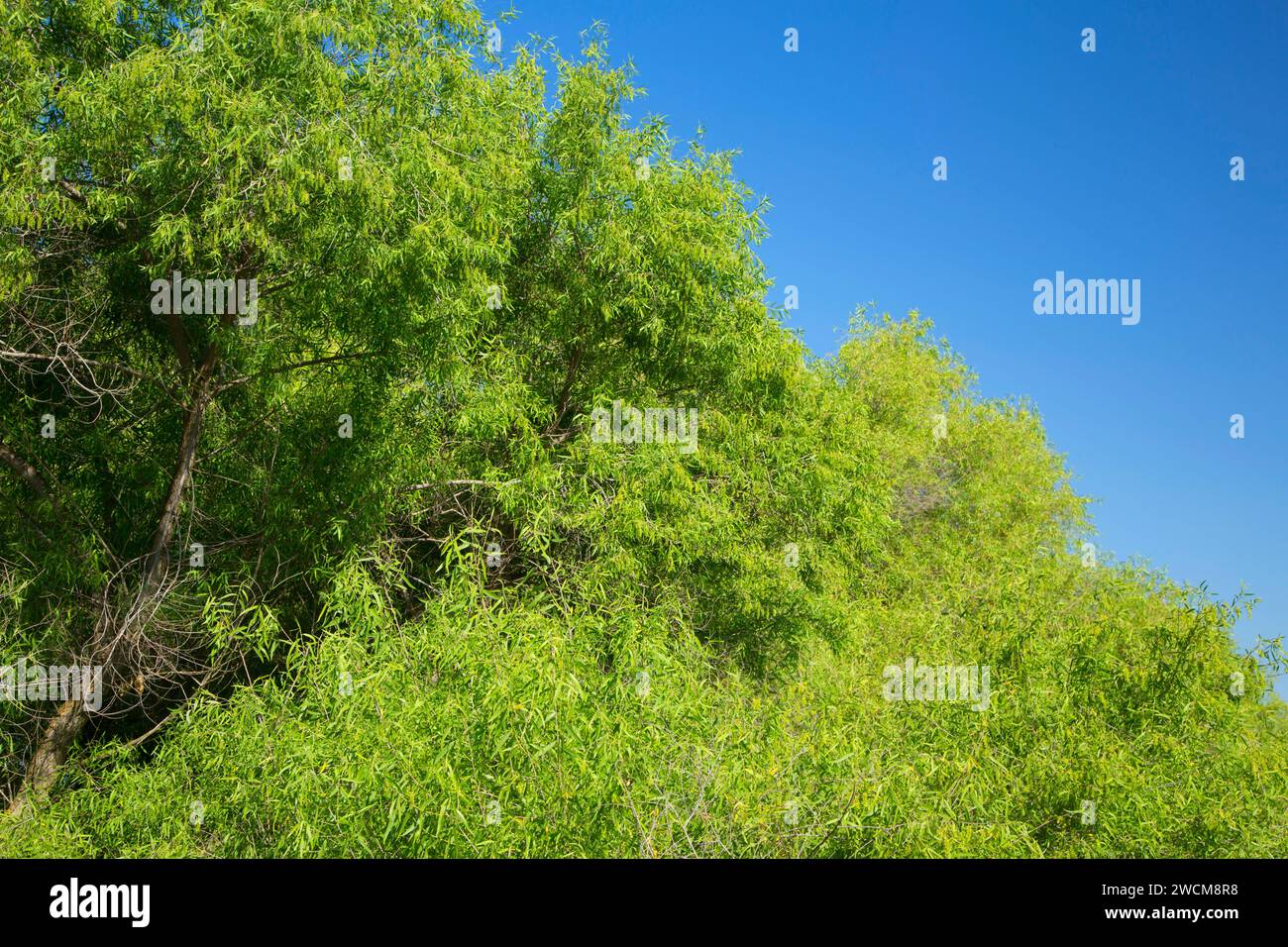Willow, San Luis National Wildlife Refuge, California Stock Photo Alamy