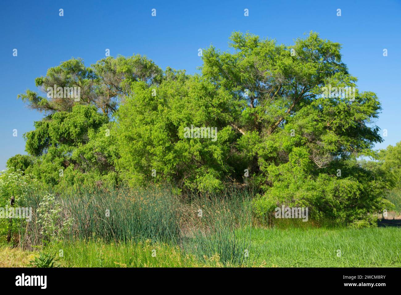 Willow, San Luis National Wildlife Refuge, California Stock Photo Alamy