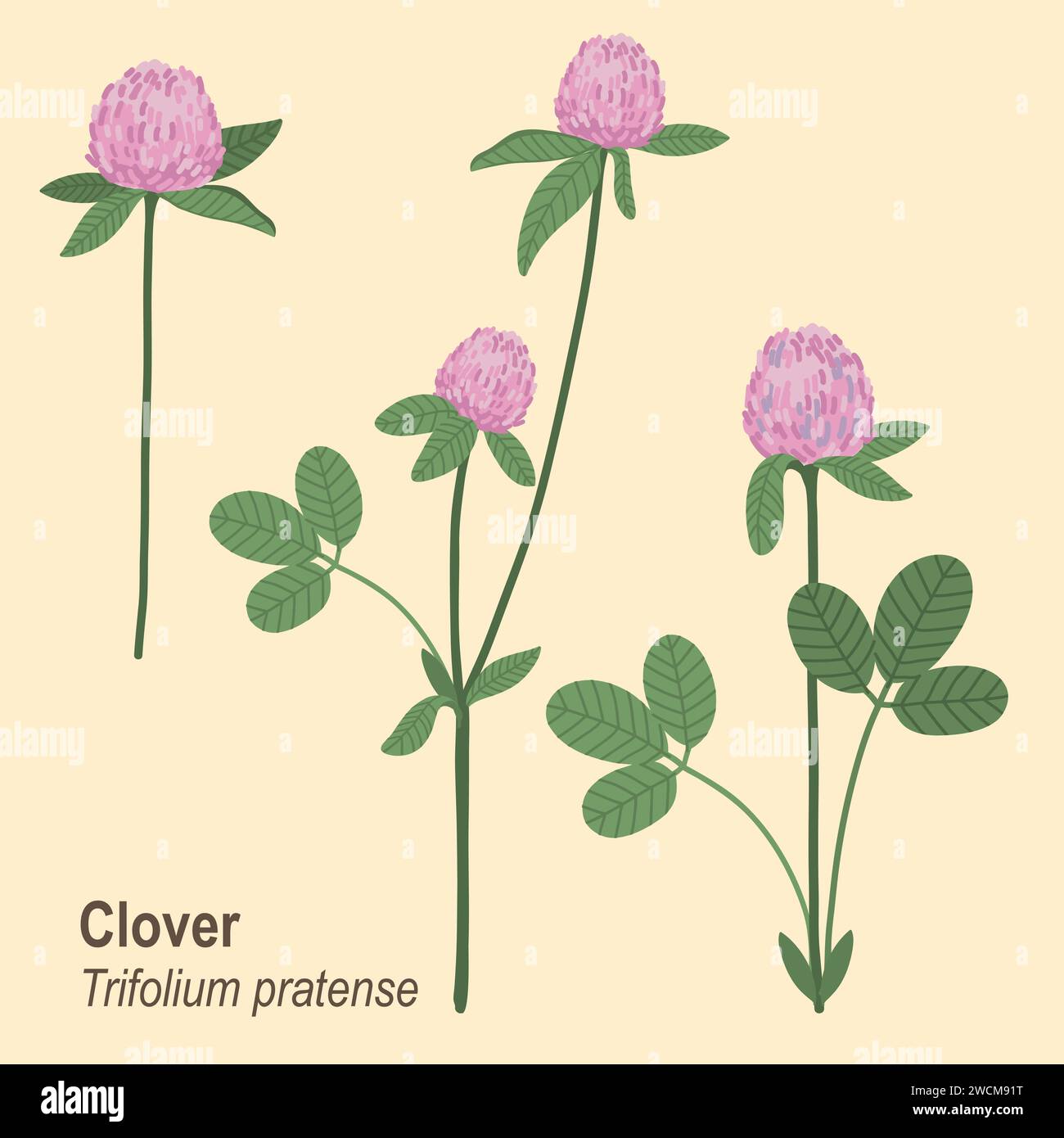 Red clover illustration Stock Vector Images - Alamy
