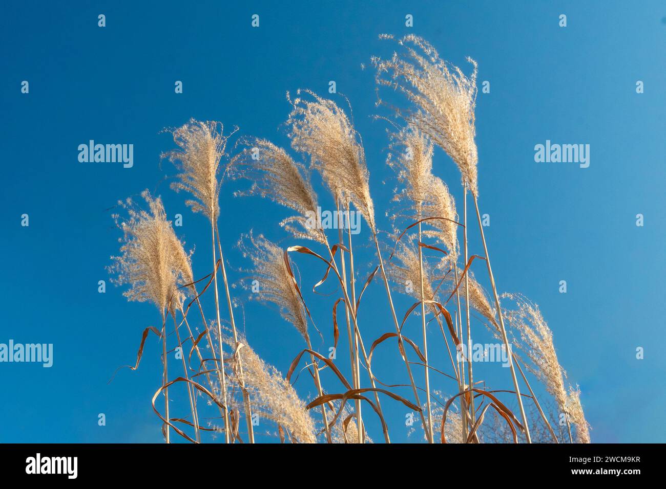 The wind tousled and scattered the seeds from the panicles of the ...