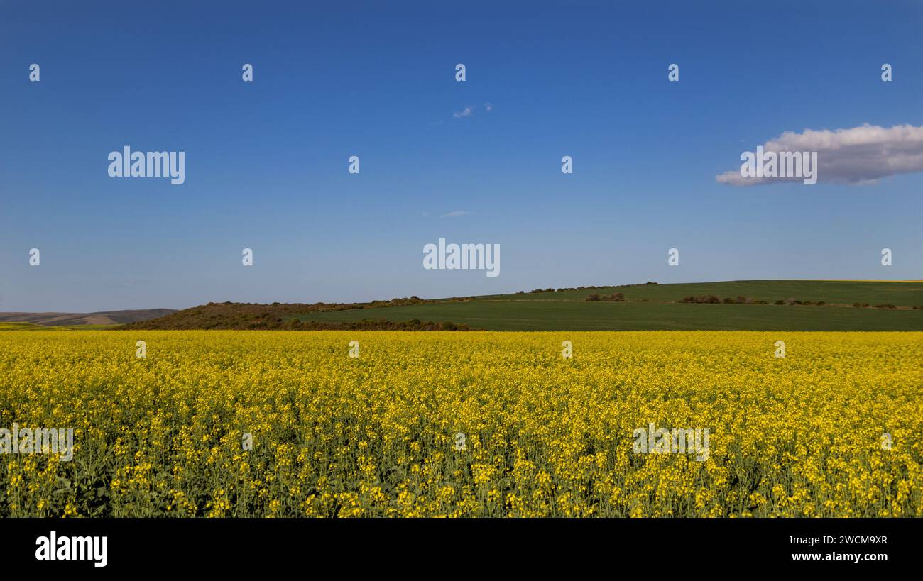 A picturesque landscape of a vast field filled with vibrant yellow flowers, stretching as far as the eye can see Stock Photo