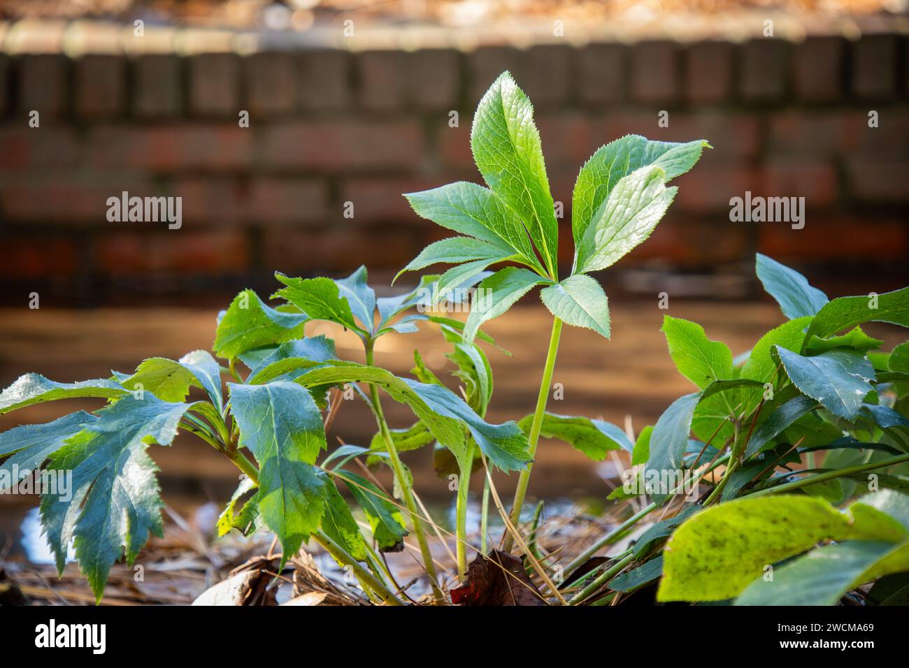 Small Green Leafy Plant Near Brick Wall Stock Photo Alamy