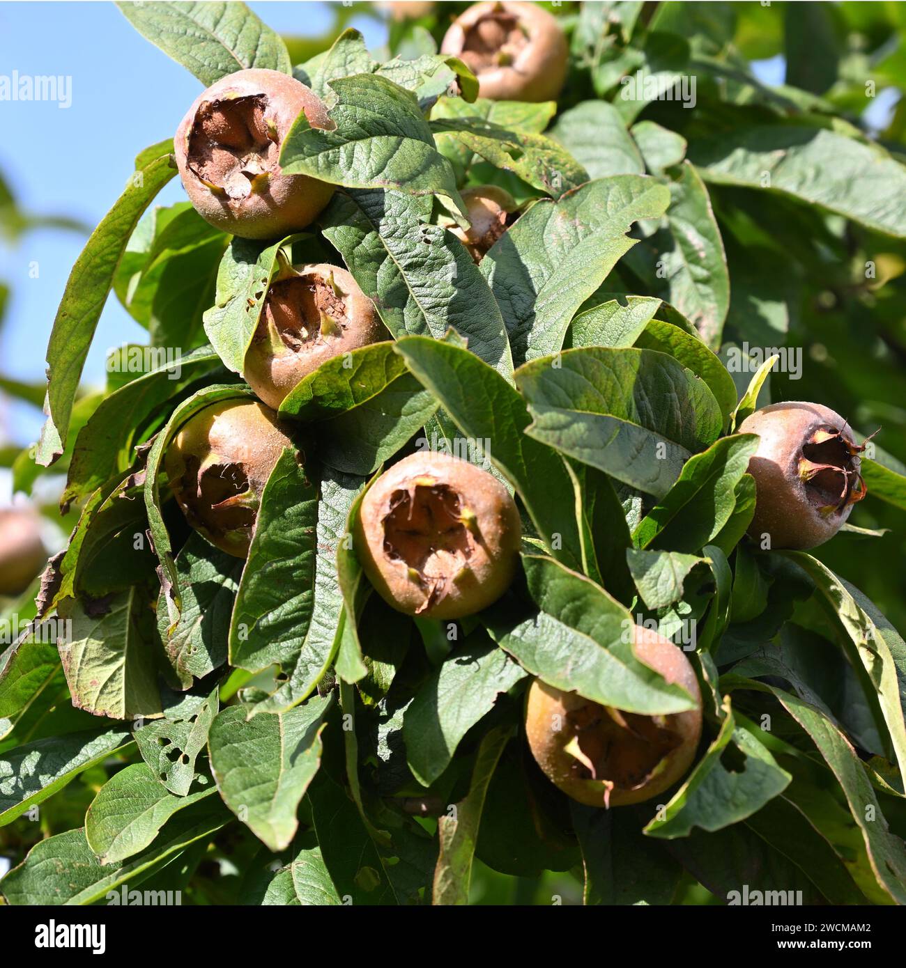 Late summer fruit and foliage of medlar, Mespilus germanica, (usually eaten when bletted) growing in UK garden September Stock Photo