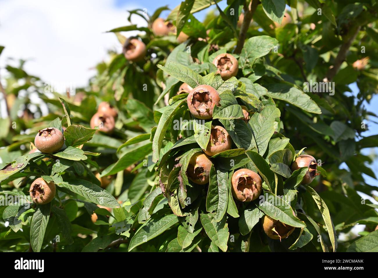 Late summer fruit and foliage of medlar, Mespilus germanica, (usually eaten when bletted) growing in UK garden September Stock Photo