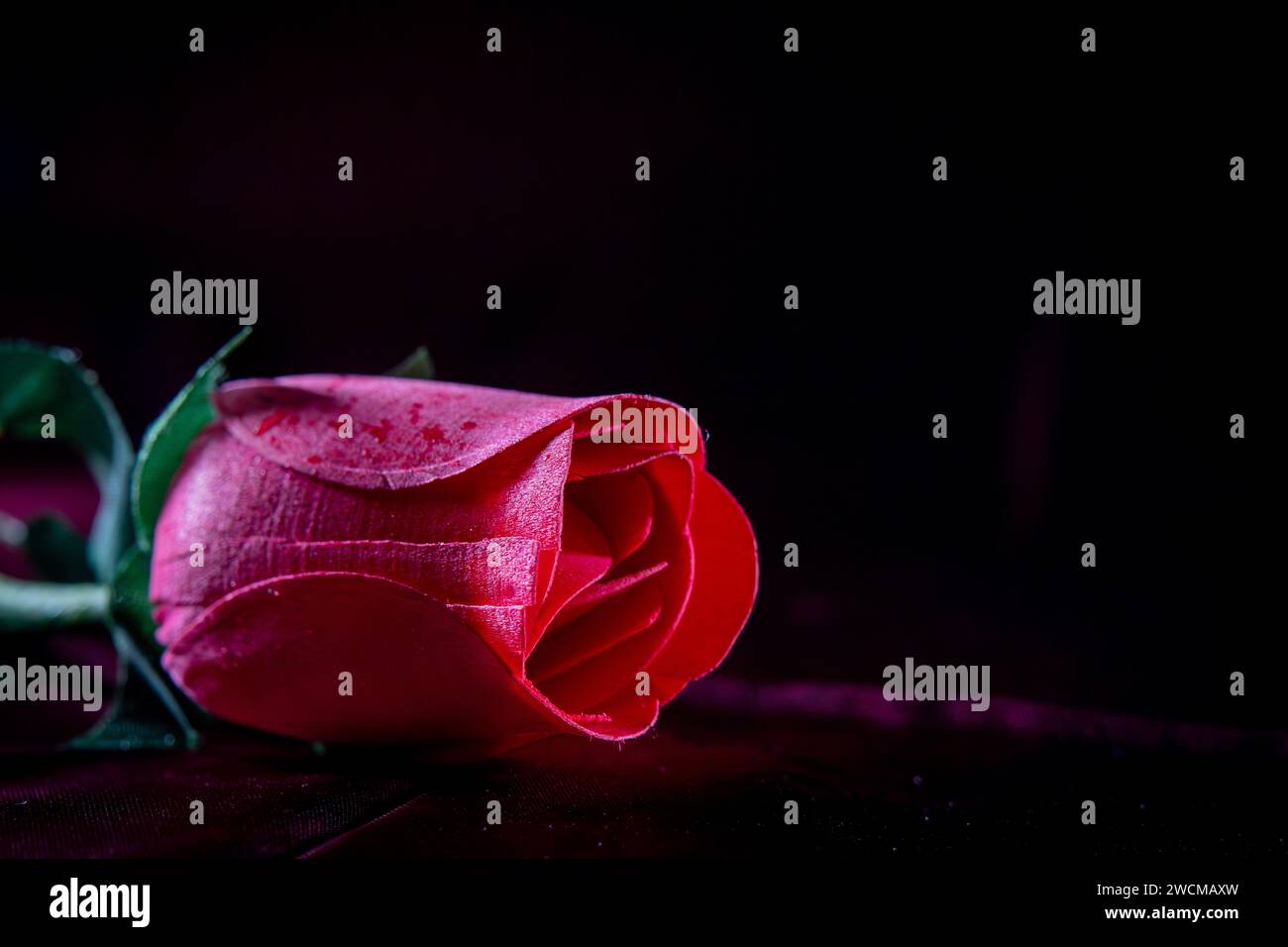 Isolated Romantic Red Rose in Dark Stock Photo - Alamy