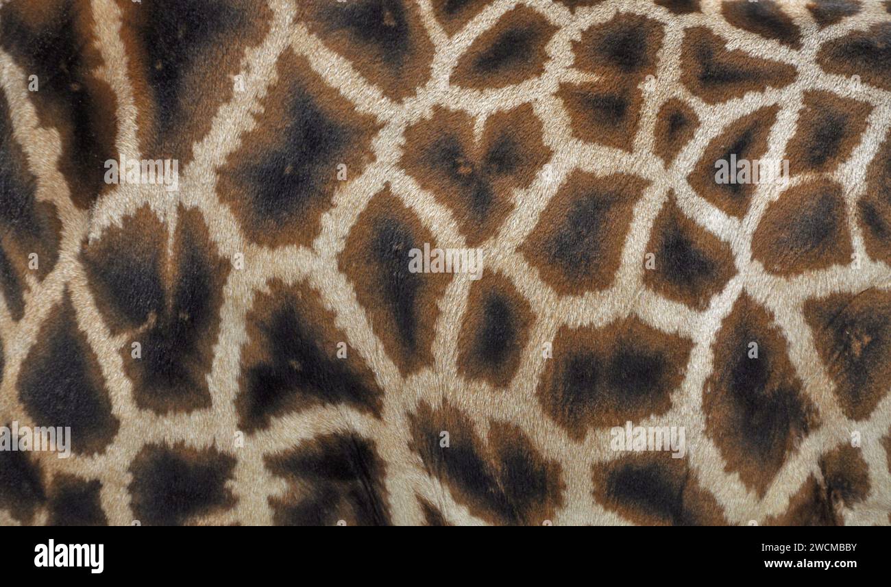 Close-up of pattern on giraffe Stock Photo