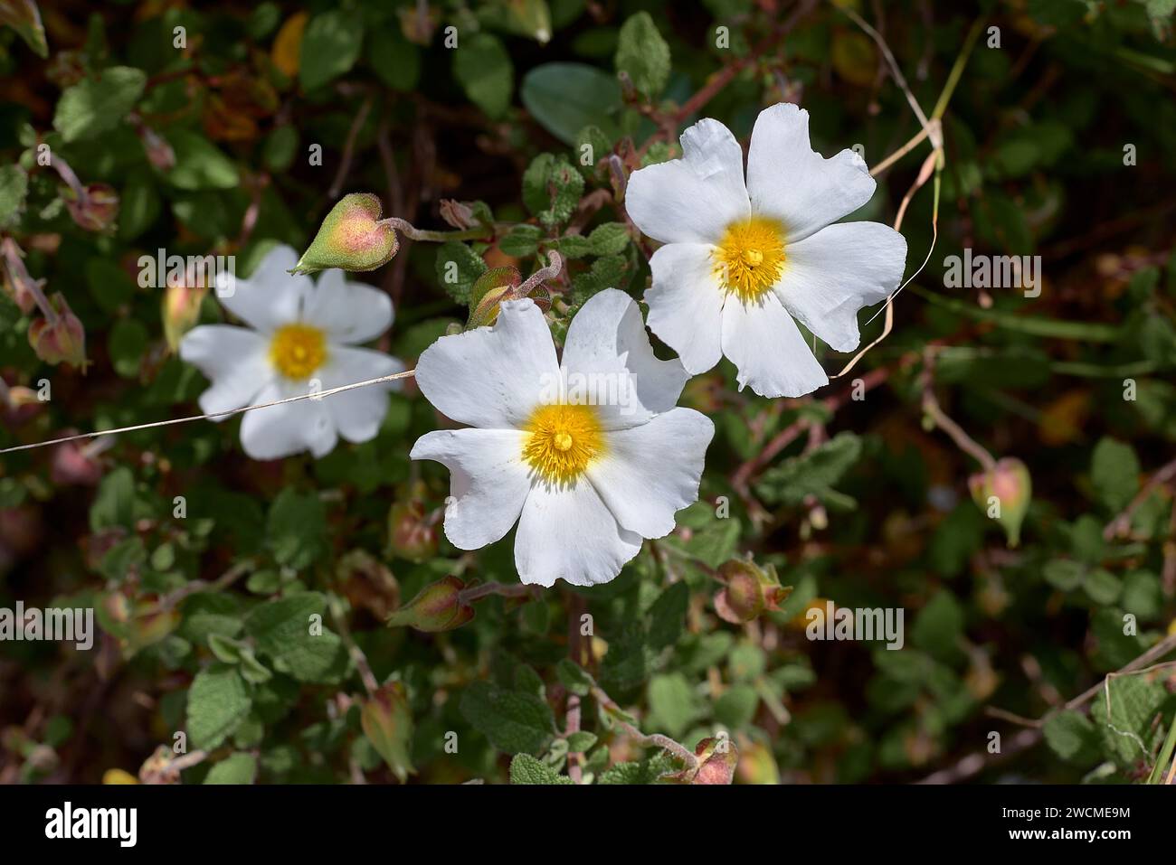 Some white and yellow jaguarzo morisco flowers. Cistus salviifolius ...