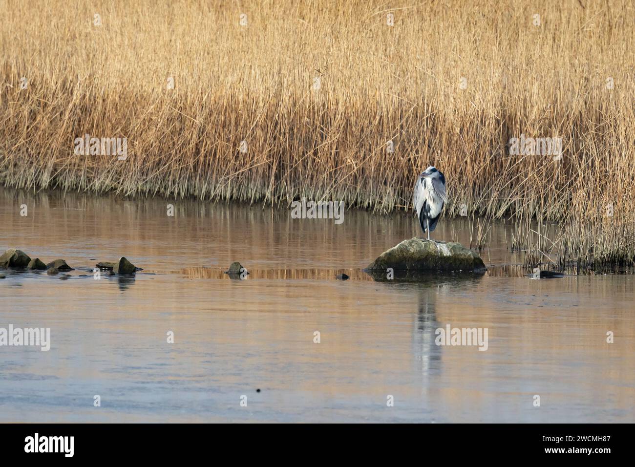 A single Grey Heron (Ardea cinerea) stands on a rock, in early morning sunshine, surrounded by water and reedbeds. Yorkshire, UK in Winter Stock Photo