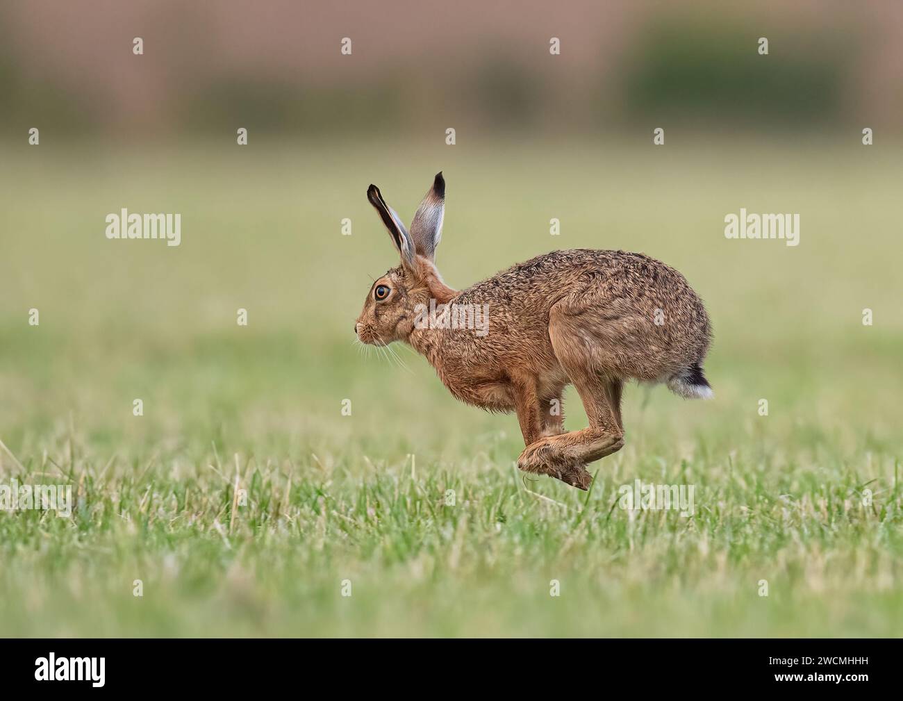 A Brown Hare ( Lepus europaeus)  accelerating  across the wheat . All four feet off the ground, showing it's long legs and flexible spine. Suffolk,UK Stock Photo
