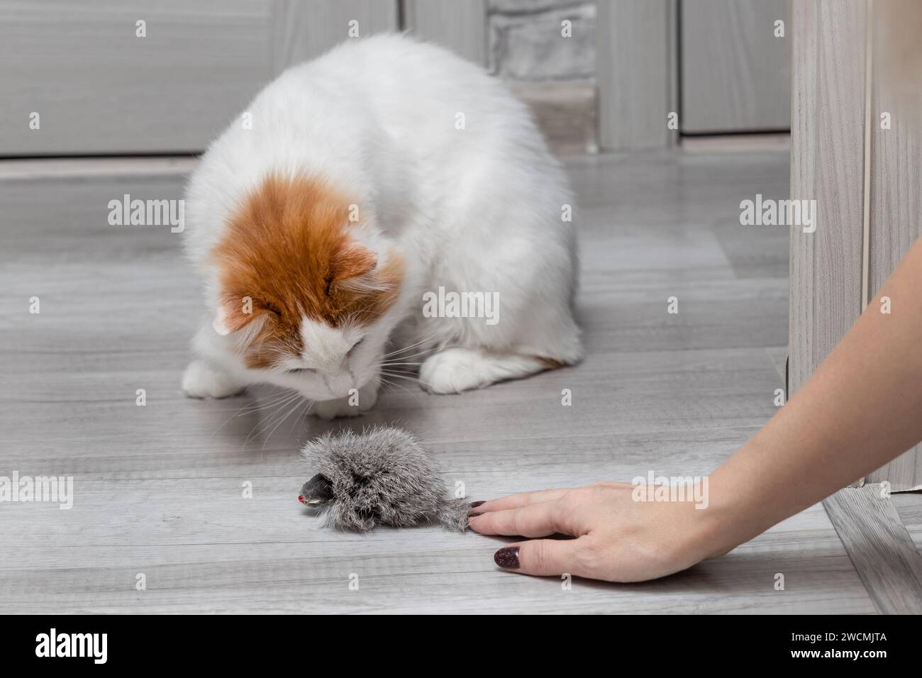 woman plays with cat teasing her with toy mouse. toy mouse for cat. man playing with cat. Stock Photo